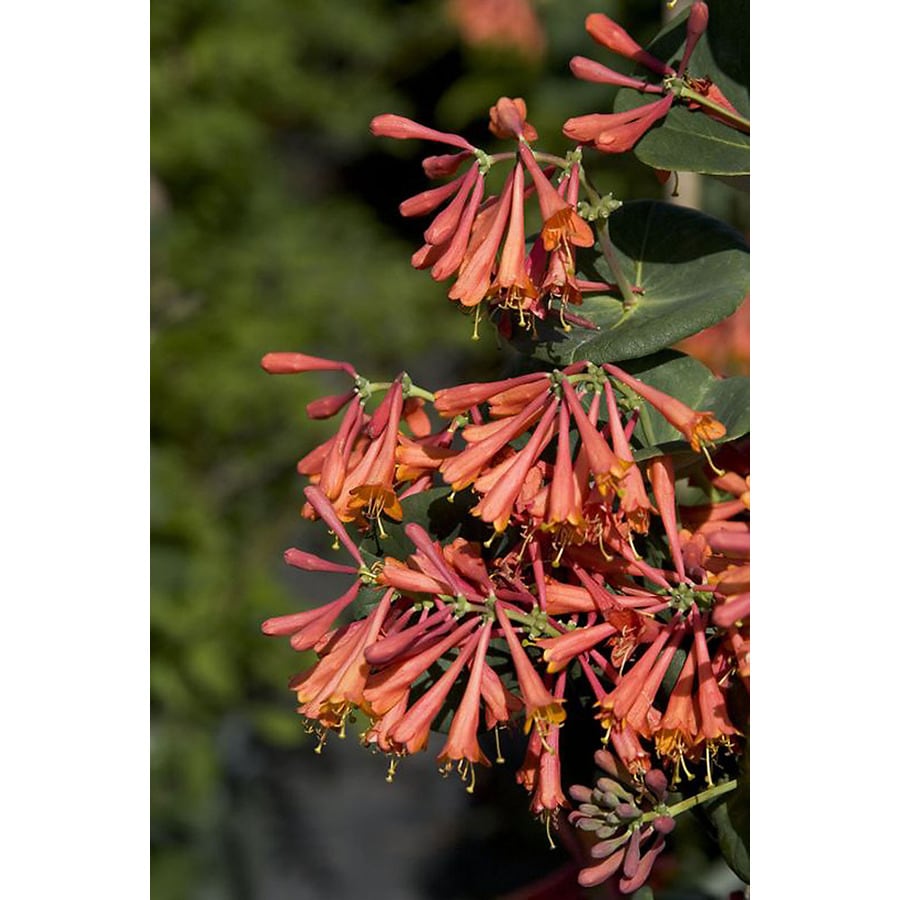 Monrovia Dropmore Scarlet Trumpet Honeysuckle at