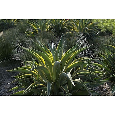 Monrovia Agave Desmettiana Variegata In At Lowes Monrovia Agave Desmettiana Variegata In At Lowes