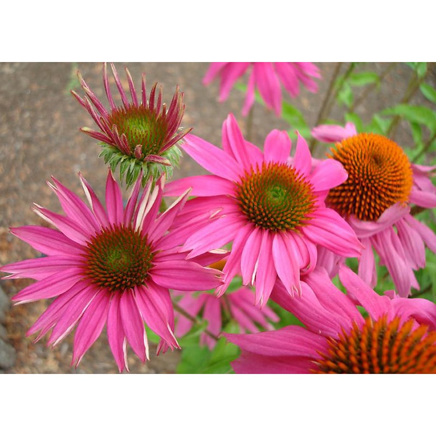 dwarf purple coneflower dwarf purple coneflower