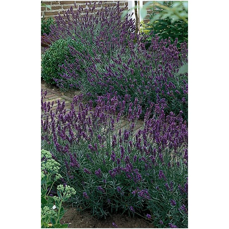 Monrovia 2.6Quart in Hidcote Blue English Lavender at