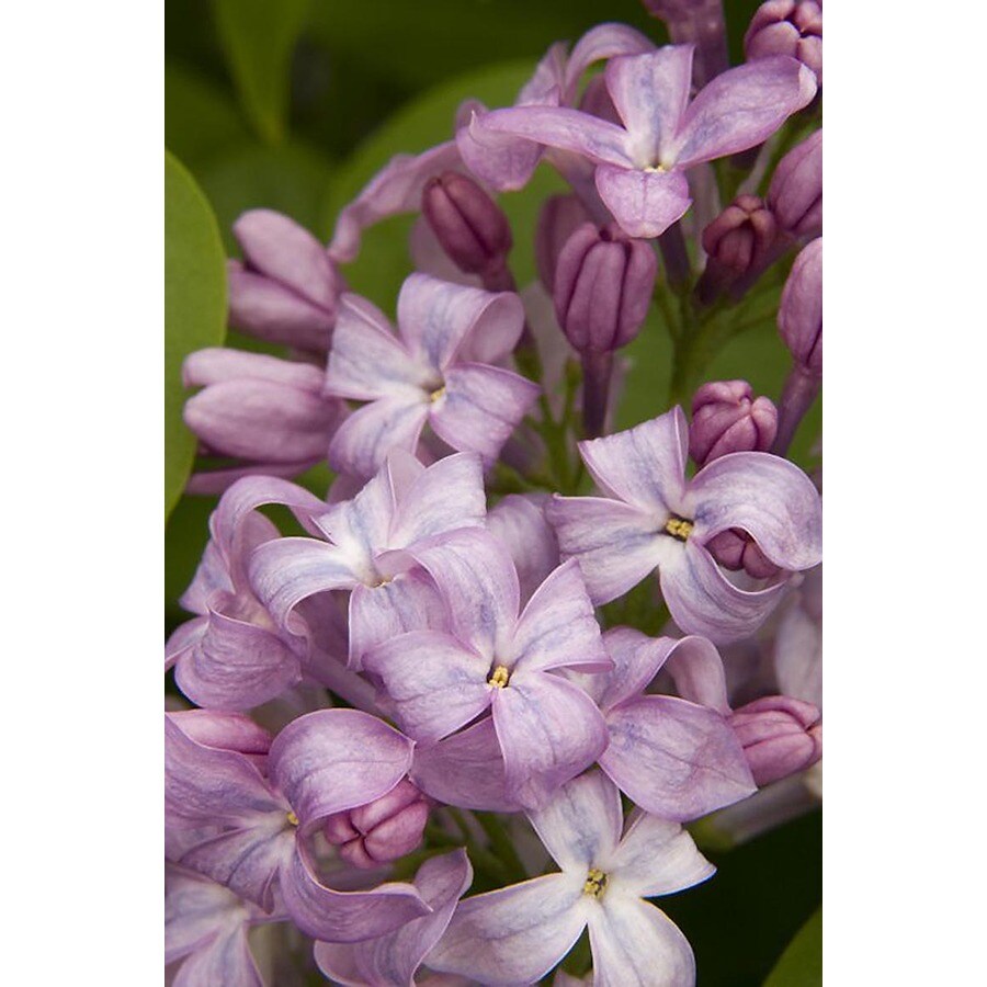 Monrovia Lavender Lady Lilac Flowering Shrub in Pot (With Soil) at ...