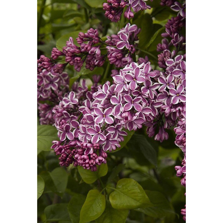 Monrovia Lavender Sensation Lilac Flowering Shrub in Pot (With Soil) at ...