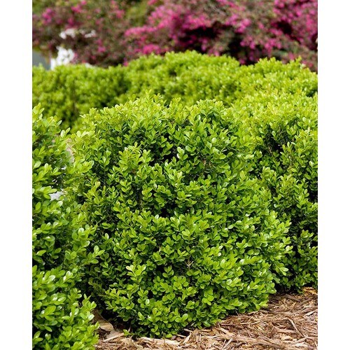 Monrovia Faulkner Boxwood Globe Foundation/Hedge Shrub in Pot (With ...