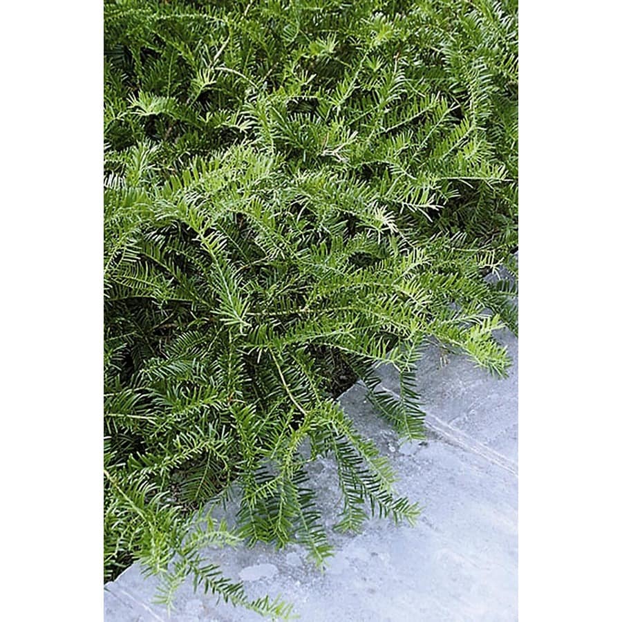 Monrovia Spreading Japanese Plum Yew Foundation/Hedge Shrub in Pot ...