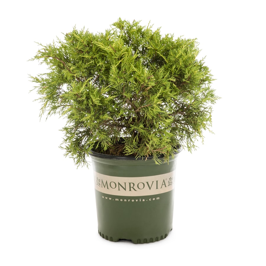 Monrovia Juniper