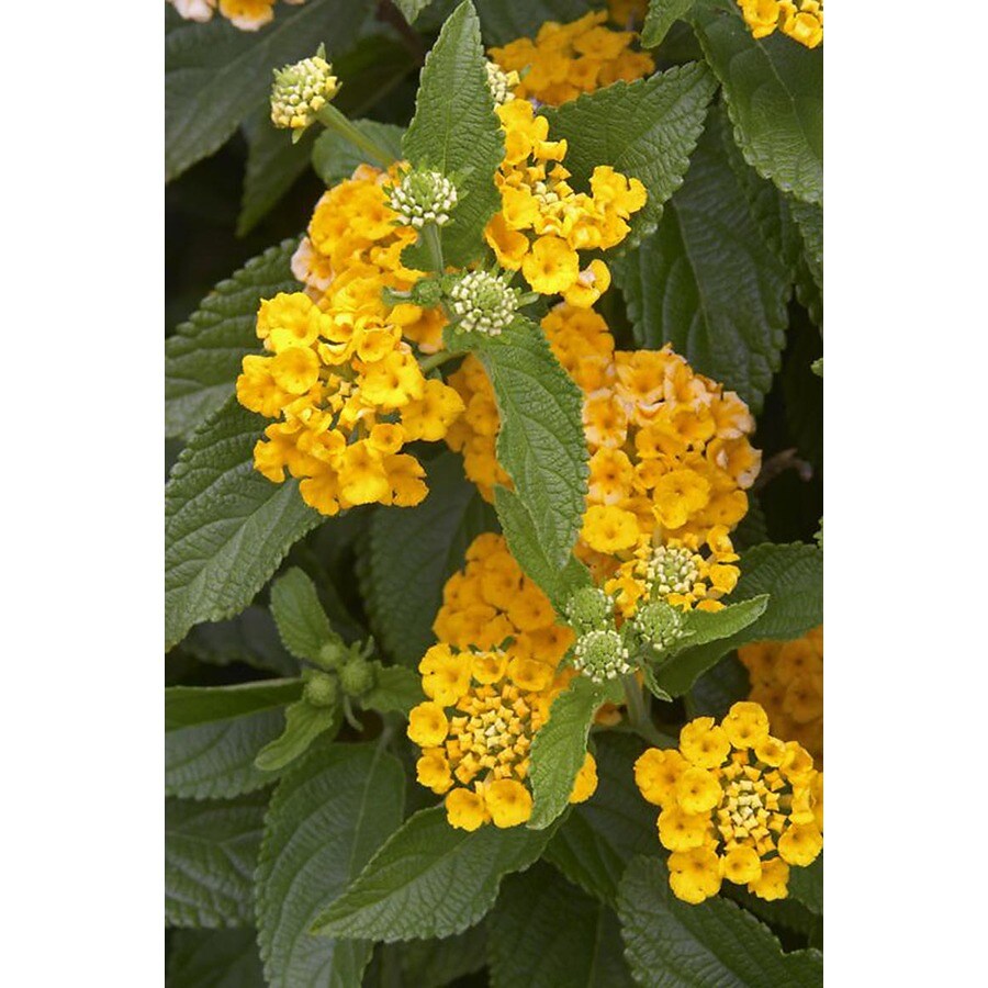 Monrovia 2.8Gallon Spreading Sunshine Lantana Patio Tree at