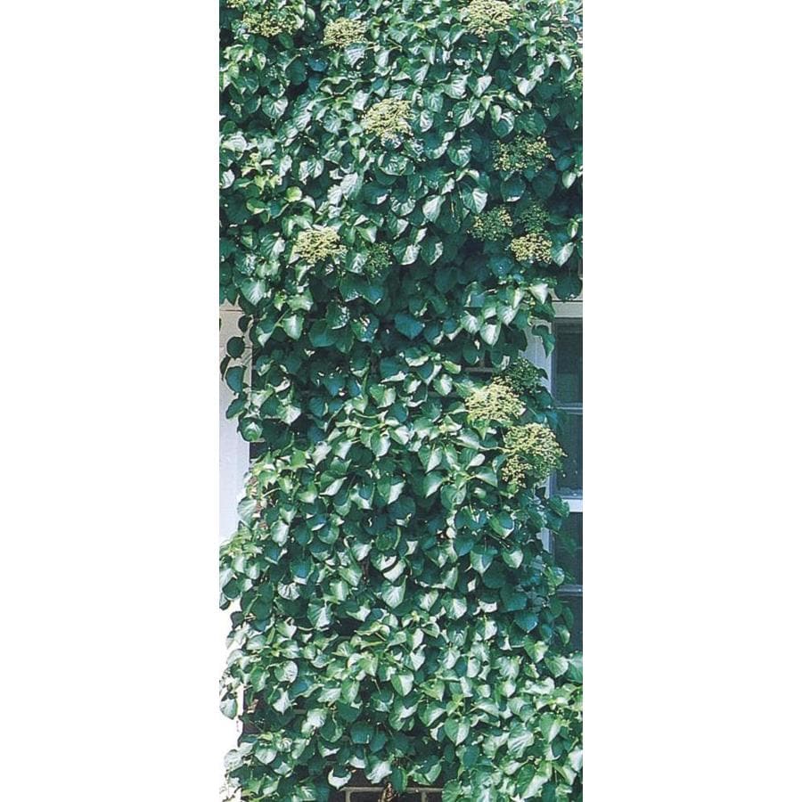 Monrovia 3Quart Miranda Climbing Hydrangea Plant (L24345) at
