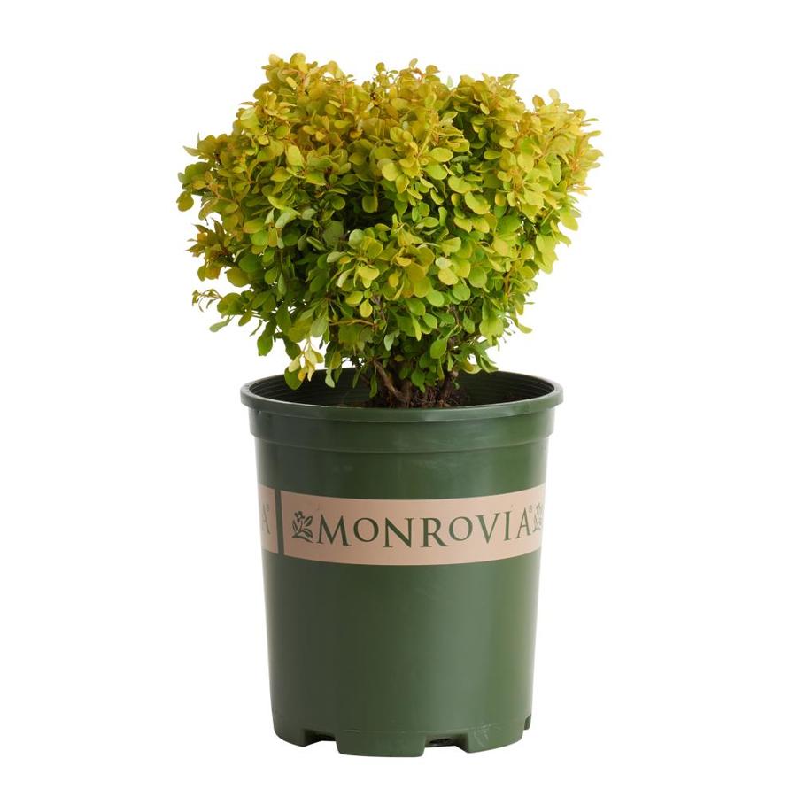 Monrovia Golden Nugget Dwarf Japanese Bar Feature Shrub in Pot