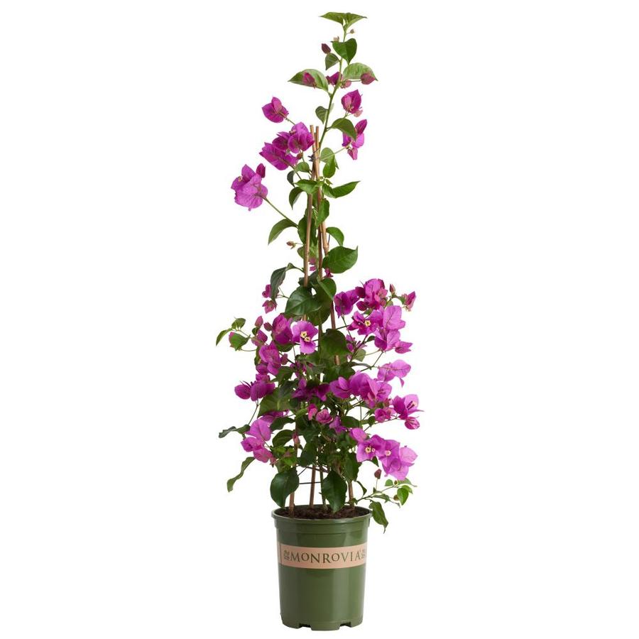 Monrovia Purple Queen Bougainvillea at Lowes.com