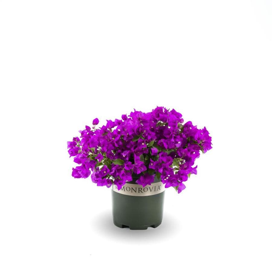 Monrovia 1.6-Gallon Pot Purple Queen Bougainvillea at Lowes.com