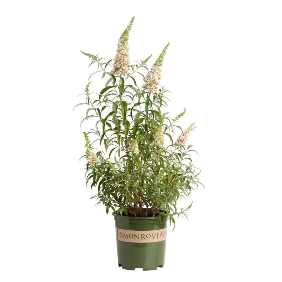 Monrovia White Petite Snow Butterfly Bush Flowering Shrub in Pot (With ...