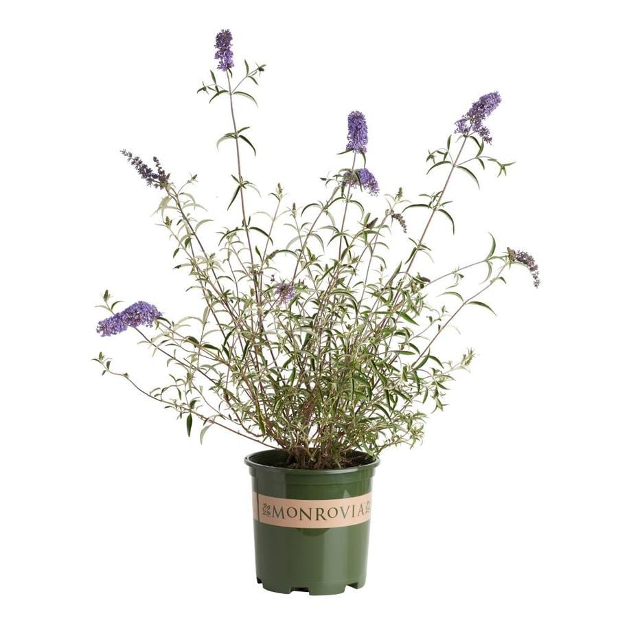 Monrovia Lavender Dwarf Butterfly Bush Flowering Shrub in Pot (With ...