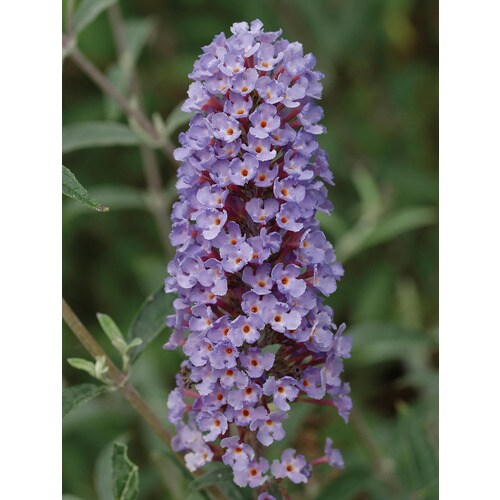 Monrovia Lavender Dwarf Butterfly Bush Flowering Shrub in Pot (With