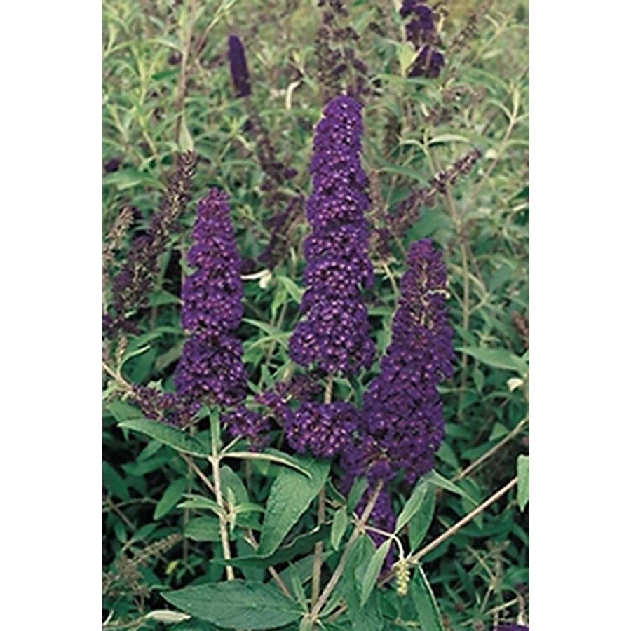Shop Monrovia 2.6Quart Violet Black Knight Butterfly Bush Flowering