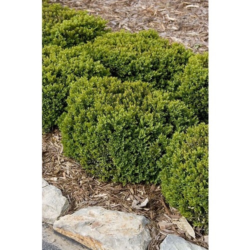 Monrovia Variegated English Boxwood Flowering Shrub in Pot (With Soil ...