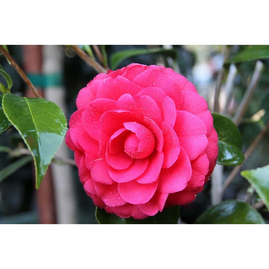 Monrovia Red Colonel Firey Camellia Flowering Shrub in Pot