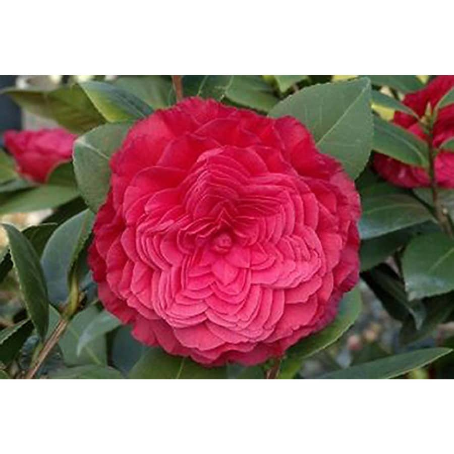 Monrovia Red Nuccio's Bella Rossa Camellia P13023 Flowering Shrub in Pot