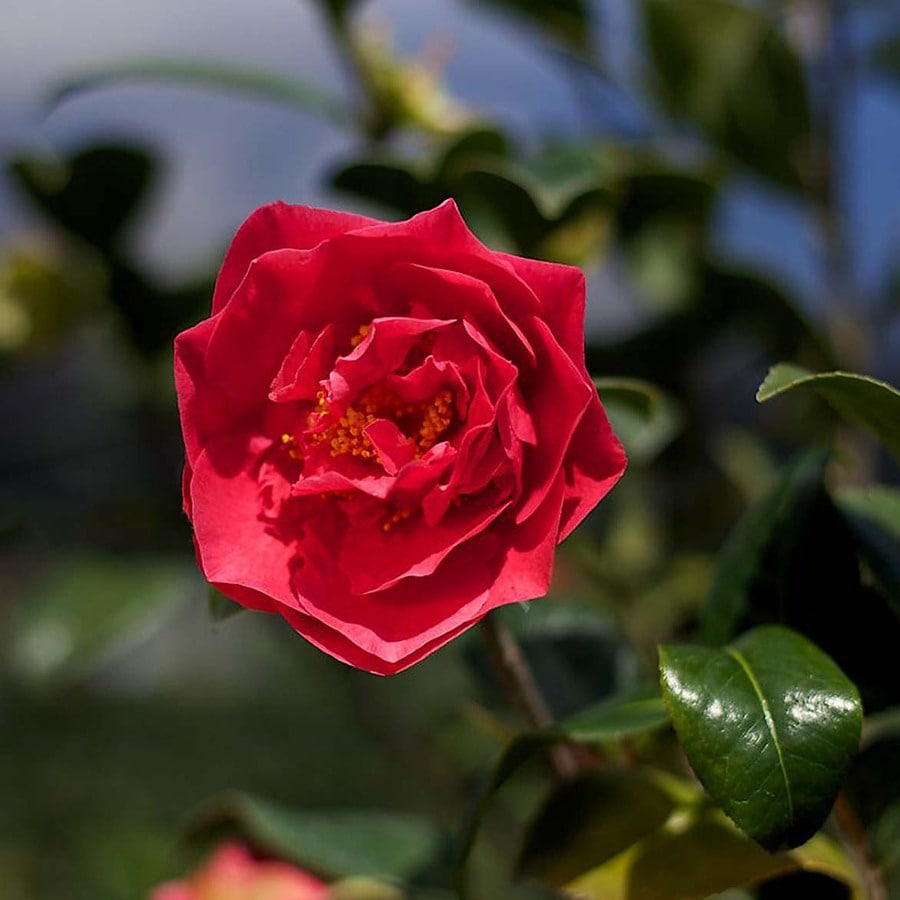 Monrovia Red Kramer's Supreme Camellia Flowering Shrub in Pot