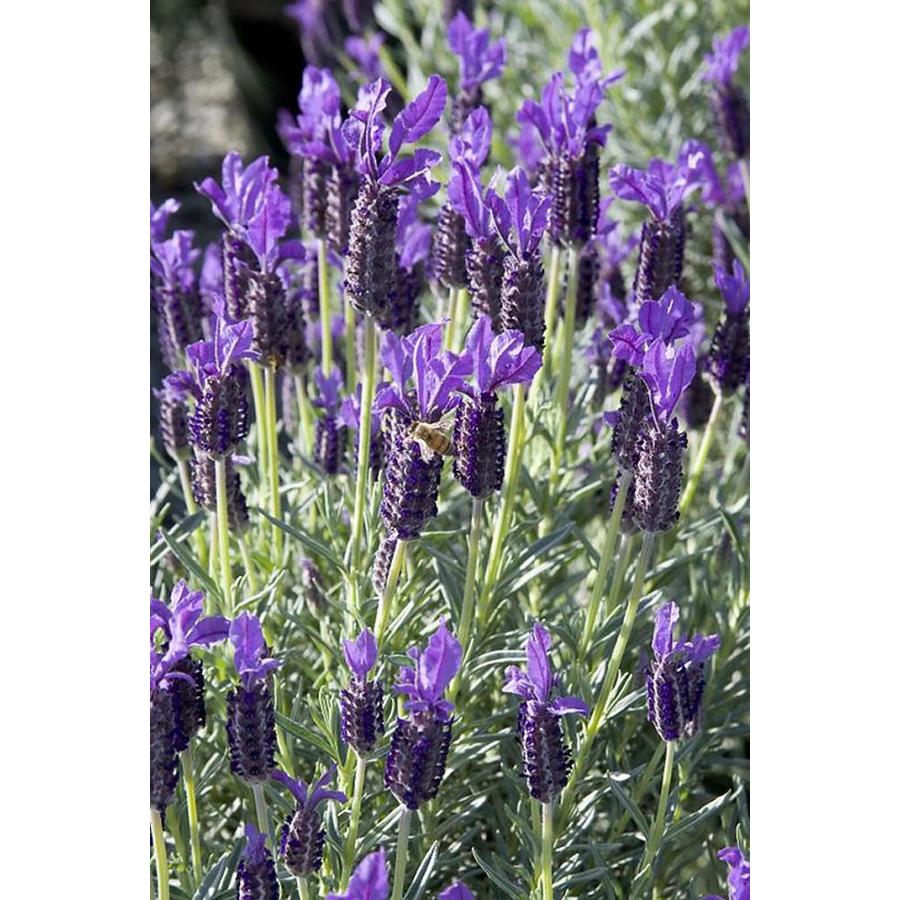 Monrovia 1.6Gallon Winter Bee Spanish Lavender P20840 at