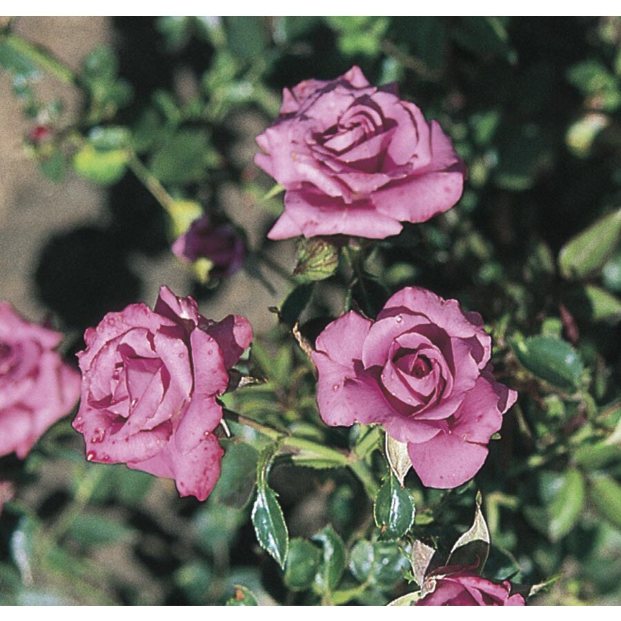 lavender sunblaze miniature rose