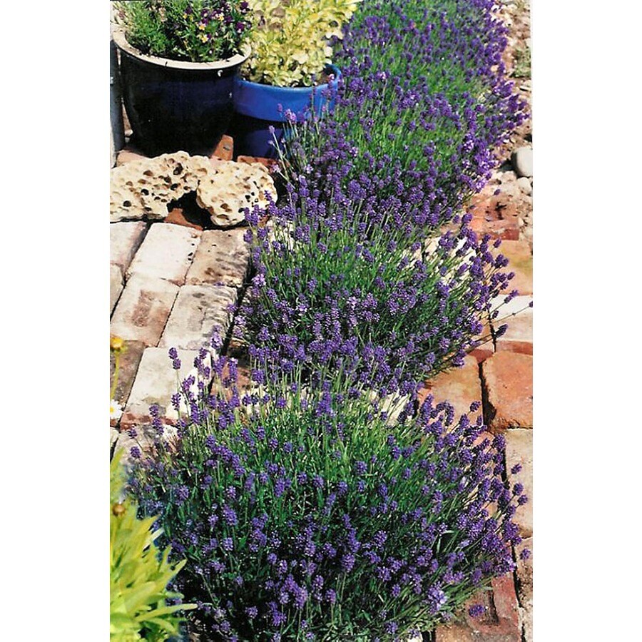Monrovia 2.6Quart Thumbelina Leigh English Lavender P15231 at