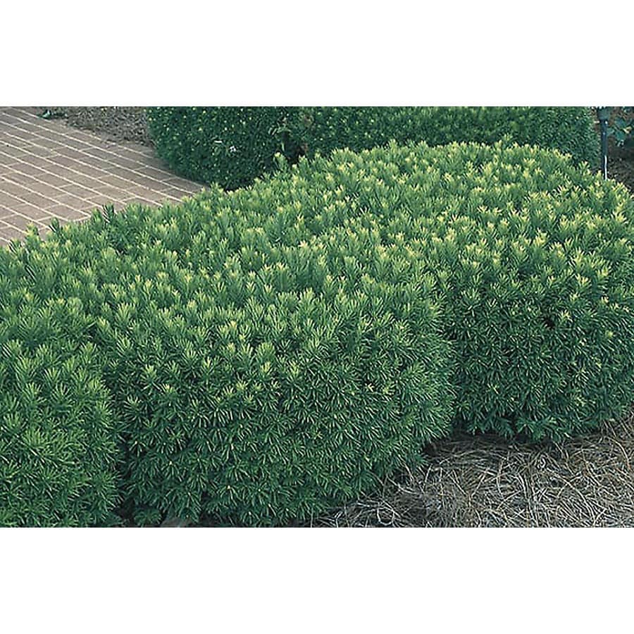 Monrovia Japanese Plum Yew Foundation/Hedge Shrub in Pot (With Soil) at ...