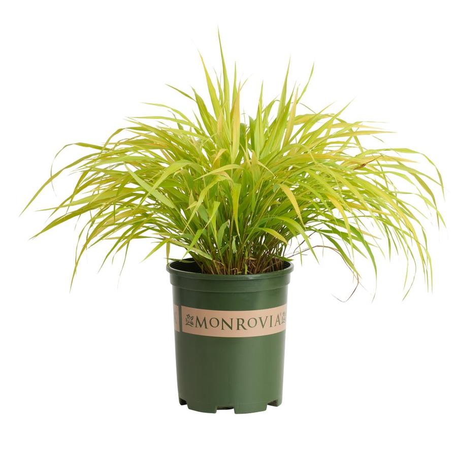 Monrovia 3 Quart In All Gold Japanese Forest Grass At