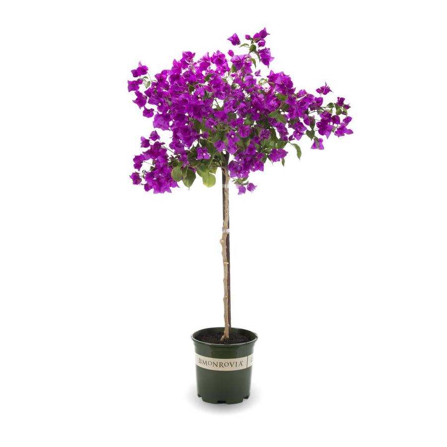 Monrovia 1.6-Gallon Purple Purple Queen Bougainvillea Flowering Shrub ...