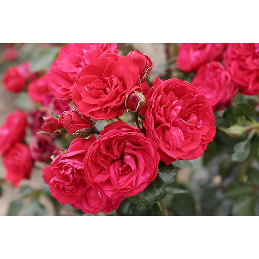 Climbing Rose In Pot With Soil Roses At Lowes Com