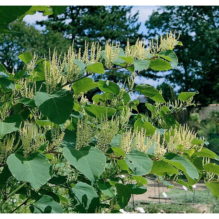 silver vine spray