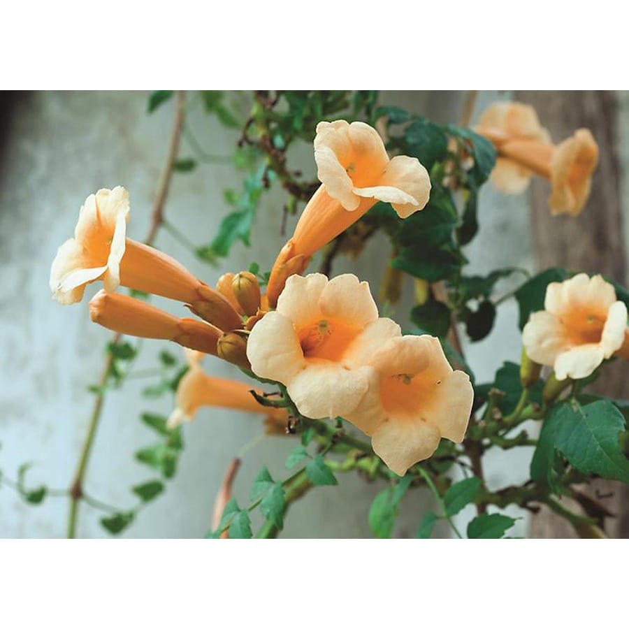 Monrovia 3.6 Gallon Yellow Trumpet Creeper at