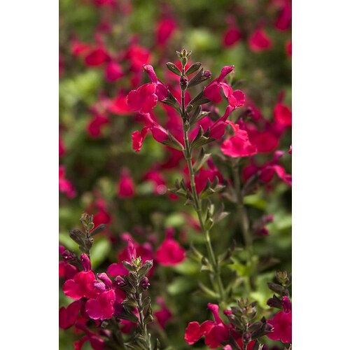 monrovia 3-quart in heatwave blaze sage in the perennials