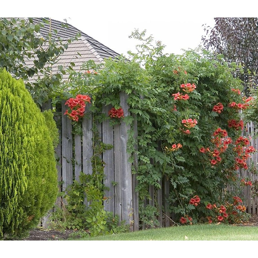 Monrovia 3.6 Gallon Trumpet Creeper at