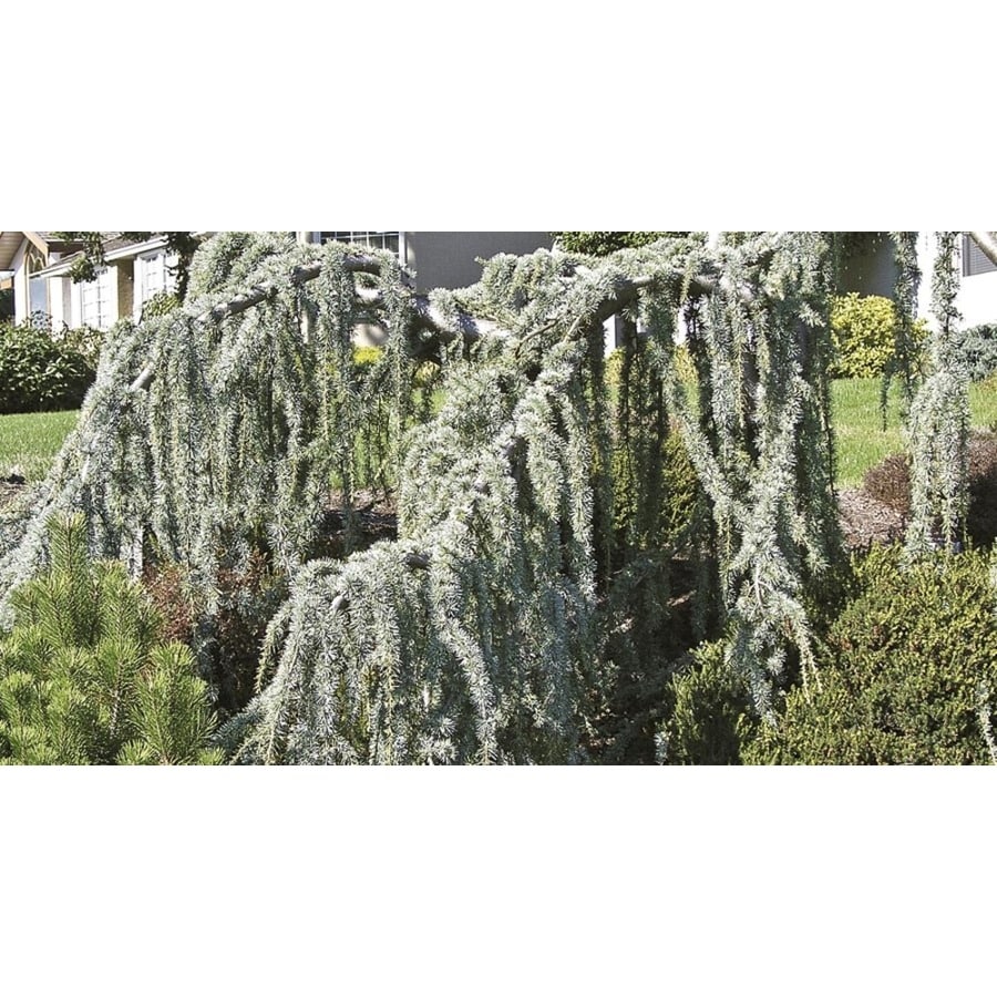 Monrovia 3 58 Gallon Weeping Blue Atlas Cedar Speine Monrovia 3 58 Gallon Weeping Blue Atlas Cedar Speine Feature Tree L22984