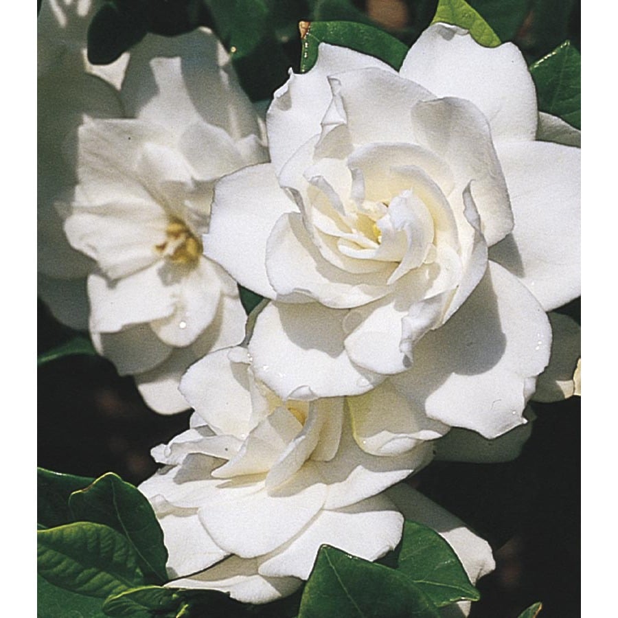 Monrovia White Aimee Gardenia  Flowering Shrub in Pot With 