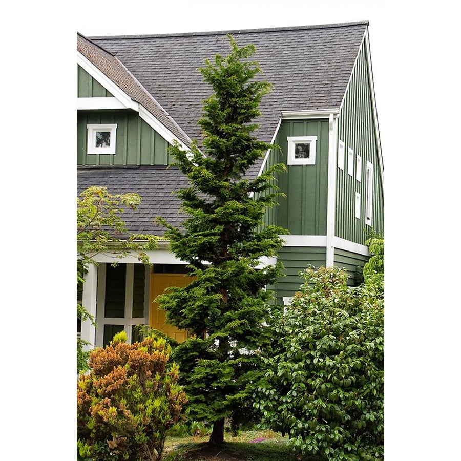 Monrovia Slender Hinoki False Cypress Foundation/Hedge Shrub in Pot ...