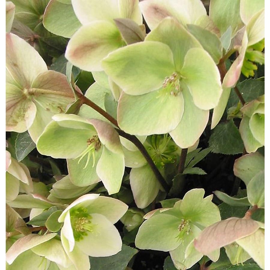 Monrovia 2.6-Quart Ivory Prince Lenten Rose P16199 at ...