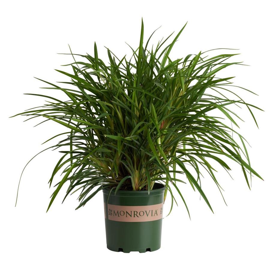 Monrovia 1-Gallon in Pot Little Becca Flax Lily P18452 in the ...