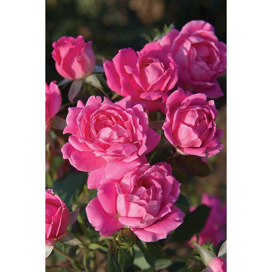 Monrovia Potted Pink Double Knock Out Rose at