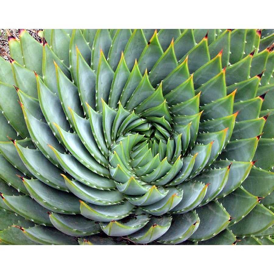 spiral aloe vera plant for sale