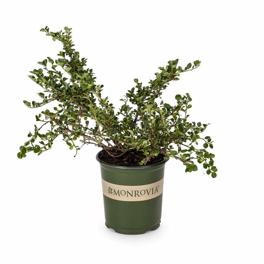 Monrovia Pink Cranberry Cotoneaster Flowering Shrub in Pot (With Soil