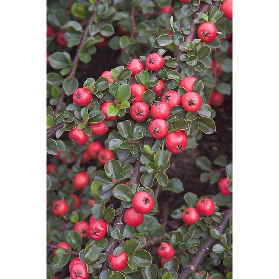 Monrovia Pink Cranberry Cotoneaster Flowering Shrub in Pot (With Soil