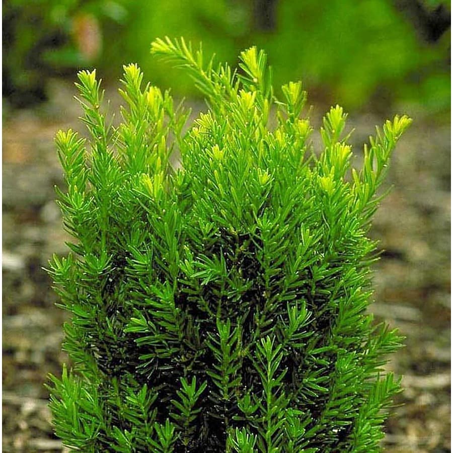 Monrovia Meyers Yew Screening Shrub In Pot With Soil At