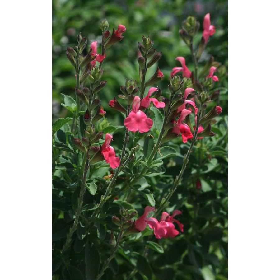 Monrovia 3-Quart in Heatwave Blast Sage