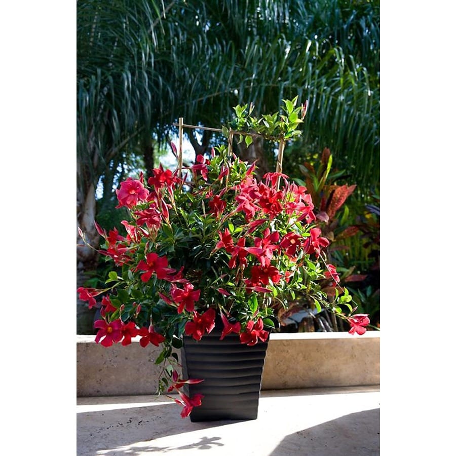 Monrovia Sun Parasol Pretty Crimson Mandevilla at