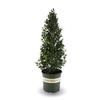 Monrovia 1.6-Gallon in Pot Emerald Colonnade; Holly at Lowes.com