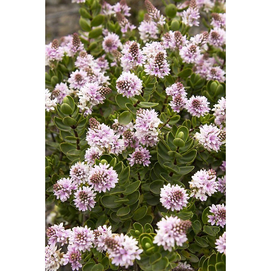 Monrovia Purple Lindsayi Hebe Flowering Shrub in Pot (With Soil) at ...