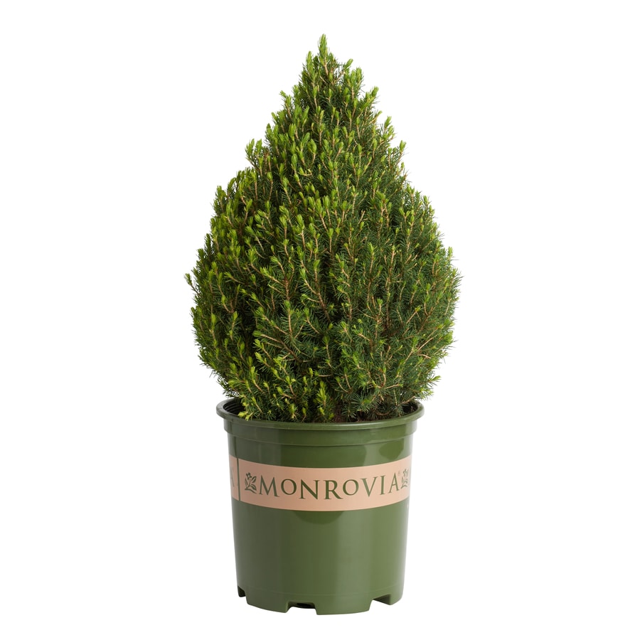 Monrovia 3.58Gallon Tiny Tower Italian Cypress Accent Shrub in Pot at