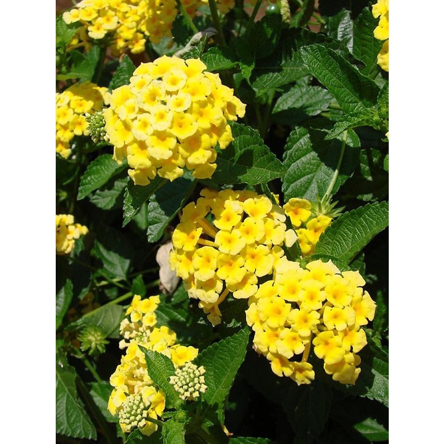 Monrovia 3.58-Gallon Chapel Hill Yellow Lantana P16548 Patio Tree at ...