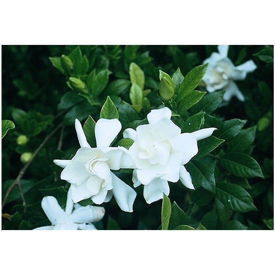 Monrovia White Frostproof Gardenia Flowering Shrub in Pot (With Soil